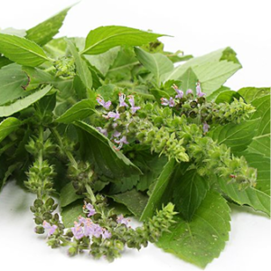 Basil