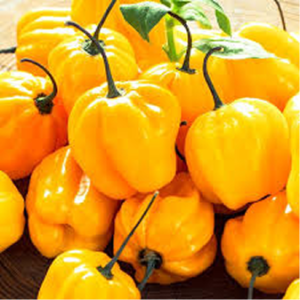 Ose Nsukka/ Cameroon Pepper