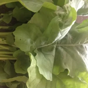 Rape (Brassica napus var. rapifera)