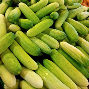 Cucumber