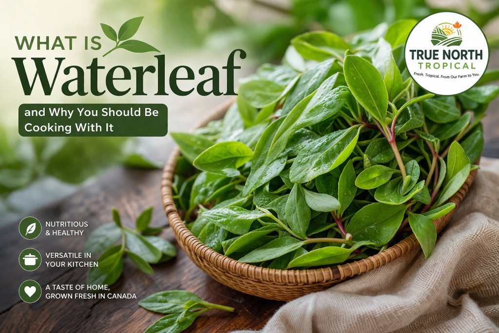 What is Waterleaf and Why You Should Be Cooking With It