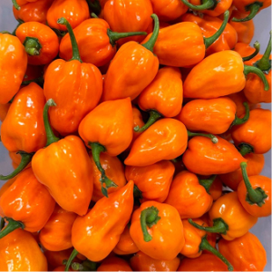 Habanero