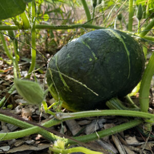 Squash