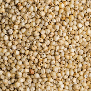Sweet Sorghum (Sugar Cane)