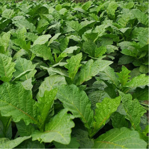 Gboma Leaf/ Anchia