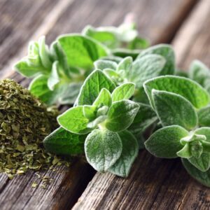 Oregano