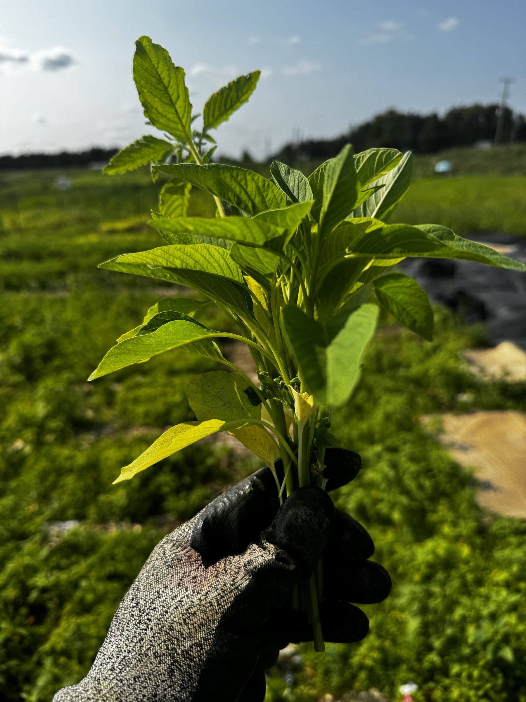 Planting Guide For Afro-Heritage Crops In Ontario
